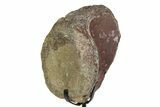 Fossil Ornithischian Dinosaur Vertebra with Metal Stand - Colorado #354327-1